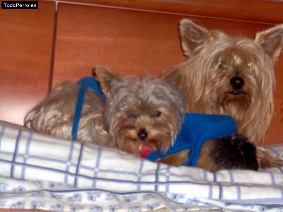 La foto del perro