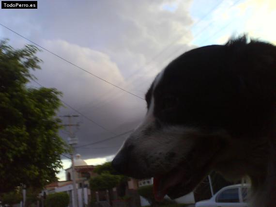 Foto del perro Goofy