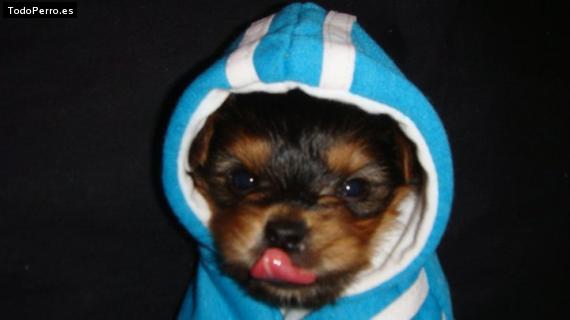 La foto del perro