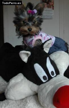 La foto del perro