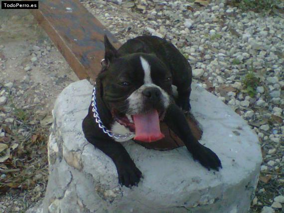 La foto del perro