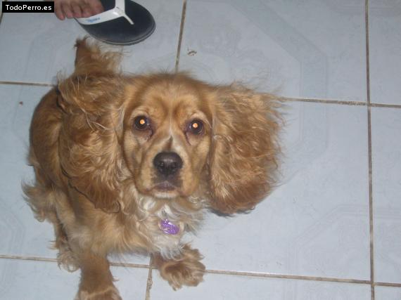 La foto del perro