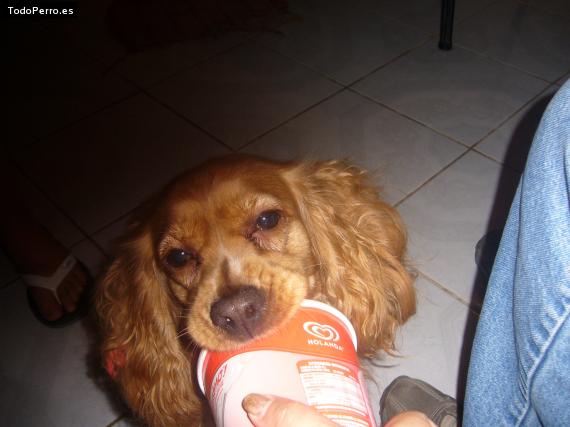 La foto del perro