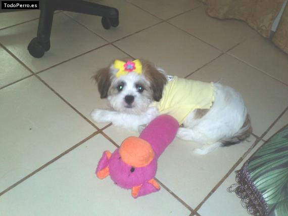 La foto del perro