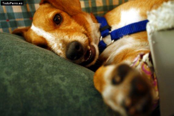 La foto del perro