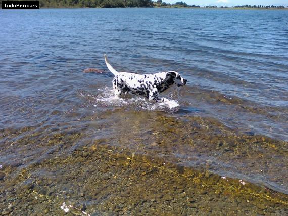 Foto del perro Lucky