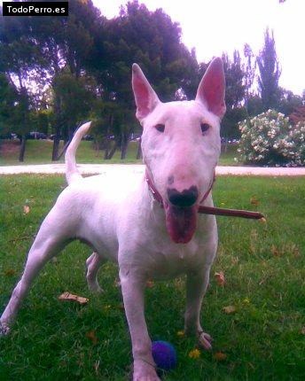 La foto del perro