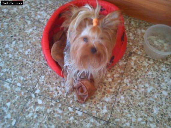 La foto del perro
