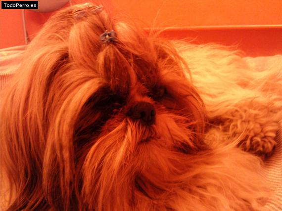 La foto del perro