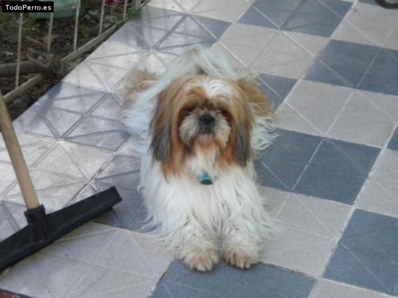 La foto del perro
