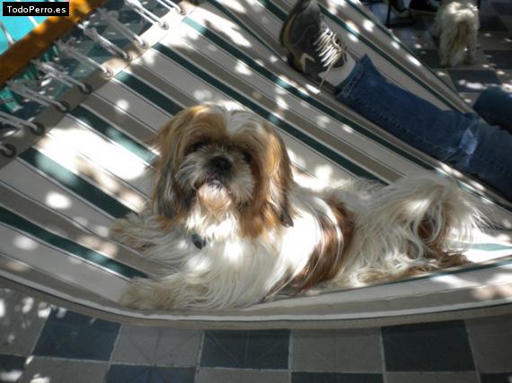 La foto del perro