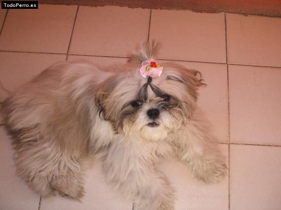 La foto del perro