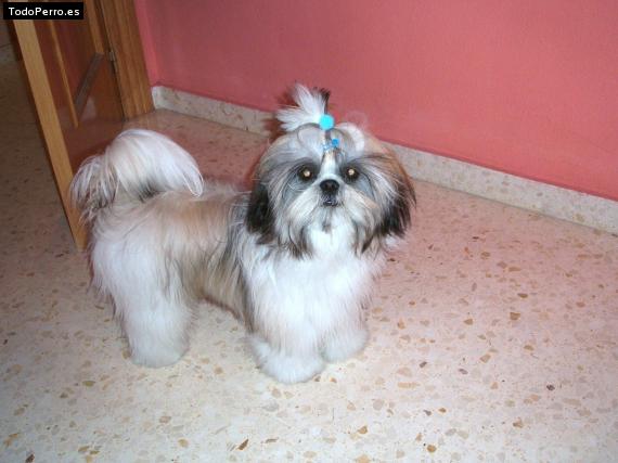 La foto del perro