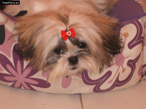 La foto del perro