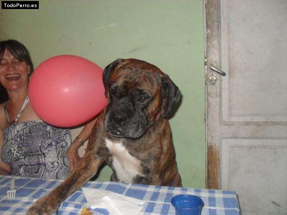 La foto del perro