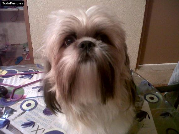 La foto del perro