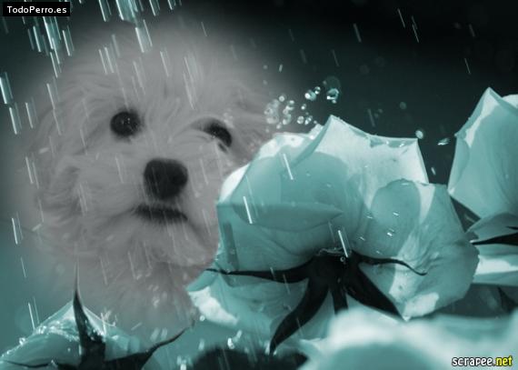 La foto del perro