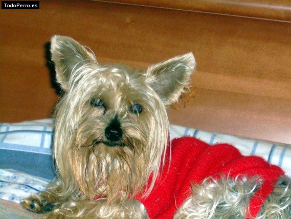 La foto del perro