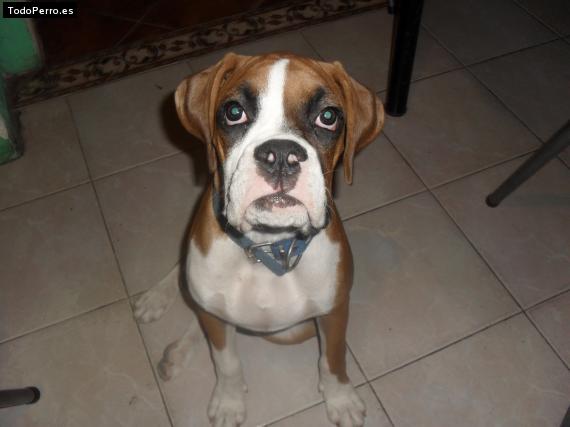 La foto del perro