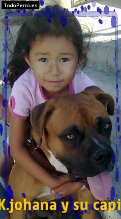 La foto del perro