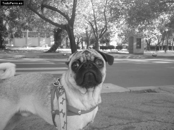 La foto del perro