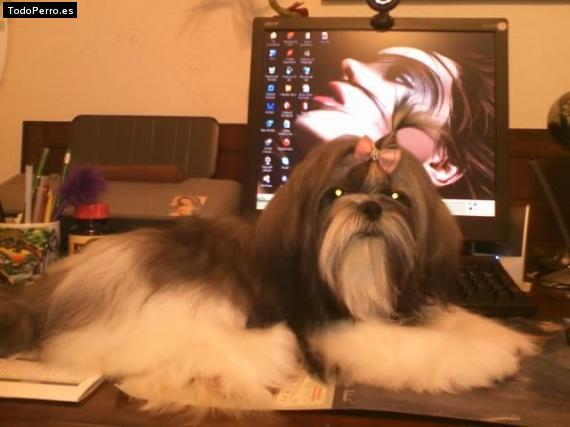 La foto del perro