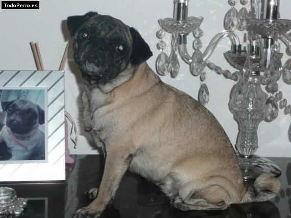 La foto del perro