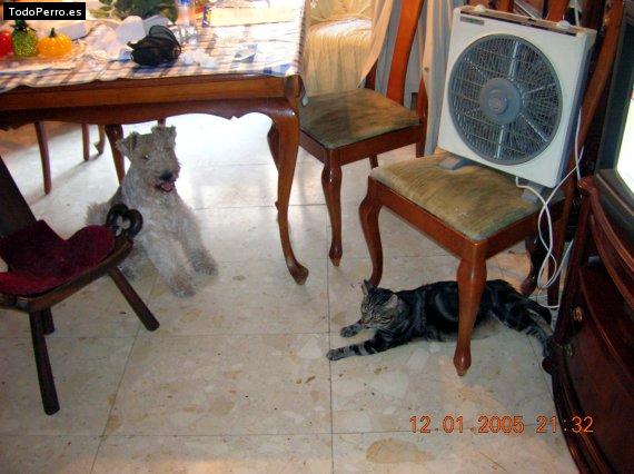 La foto del perro