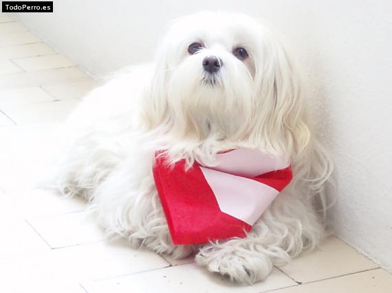 La foto del perro