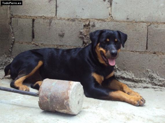 La foto del perro