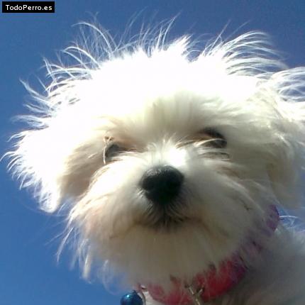 Foto del perro Eire
