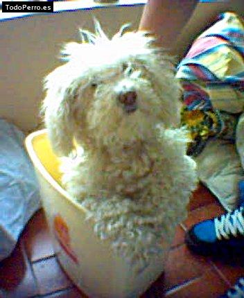 Foto del perro Millie