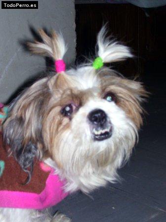 La foto del perro