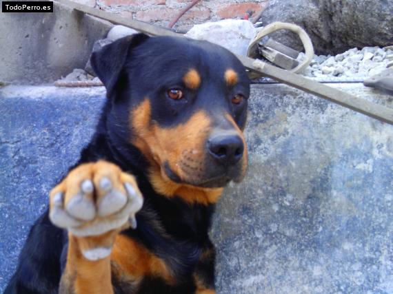 La foto del perro