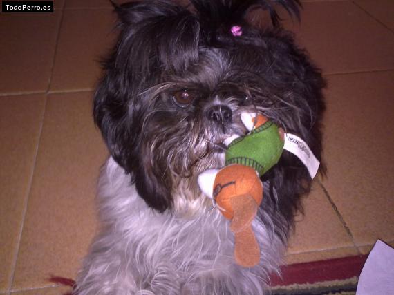 La foto del perro