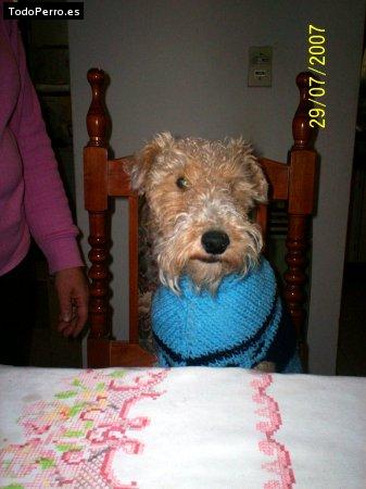 La foto del perro