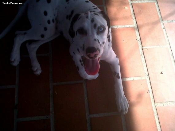 La foto del perro