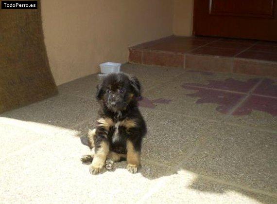 Foto del perro Martina