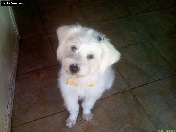 La foto del perro
