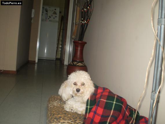 La foto del perro