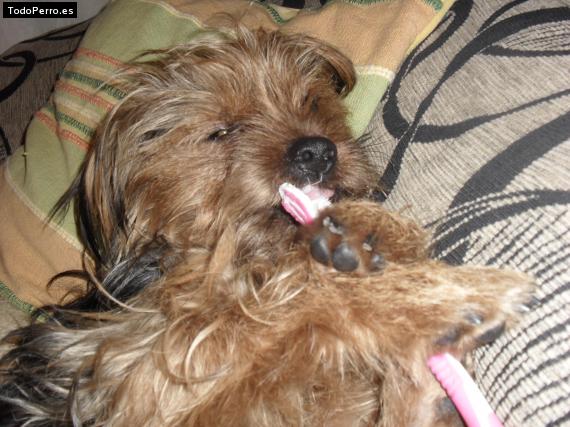 La foto del perro
