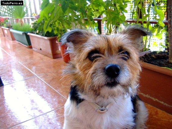 La foto del perro