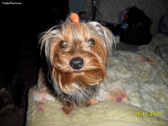 La foto del perro