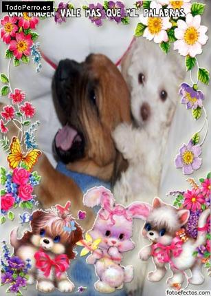 La foto del perro