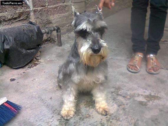 La foto del perro