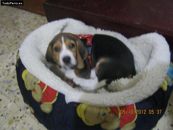 La foto del perro