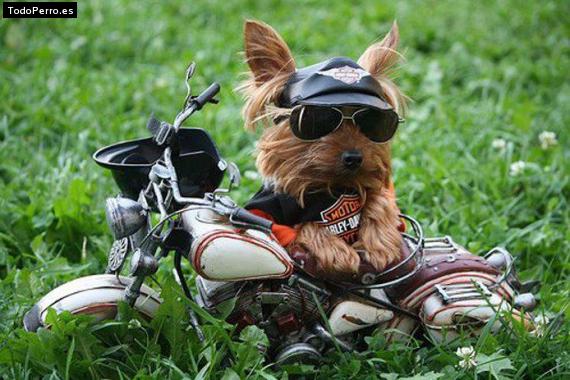 La foto del perro