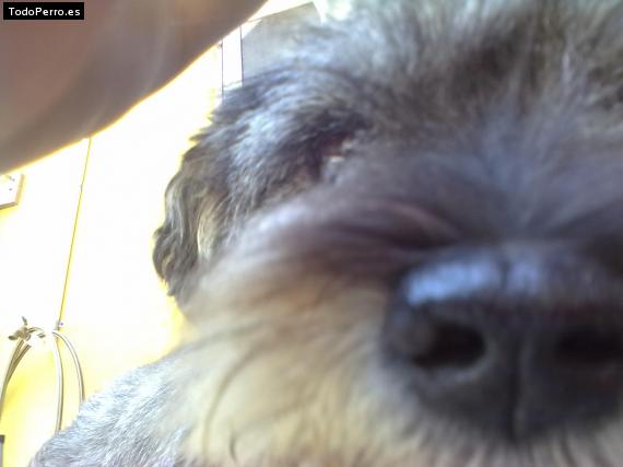 La foto del perro