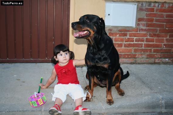 La foto del perro