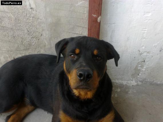 La foto del perro